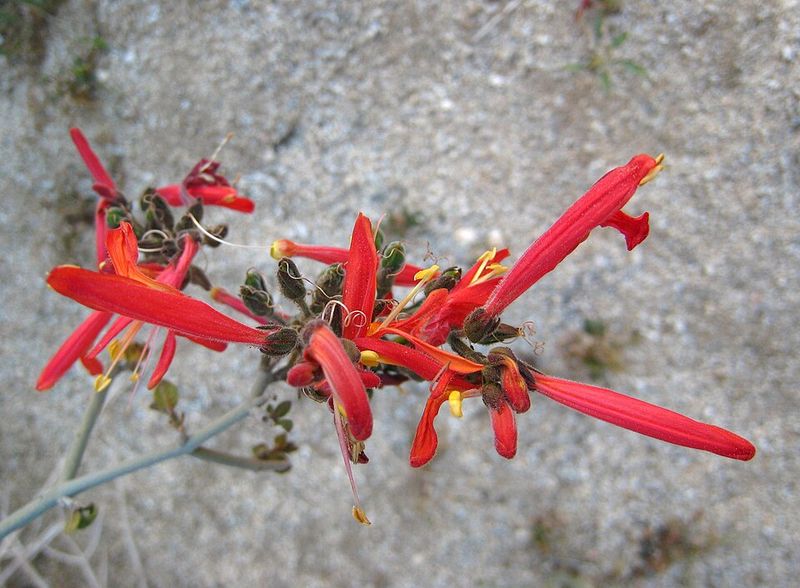 Chuparosa (Justicia californica)