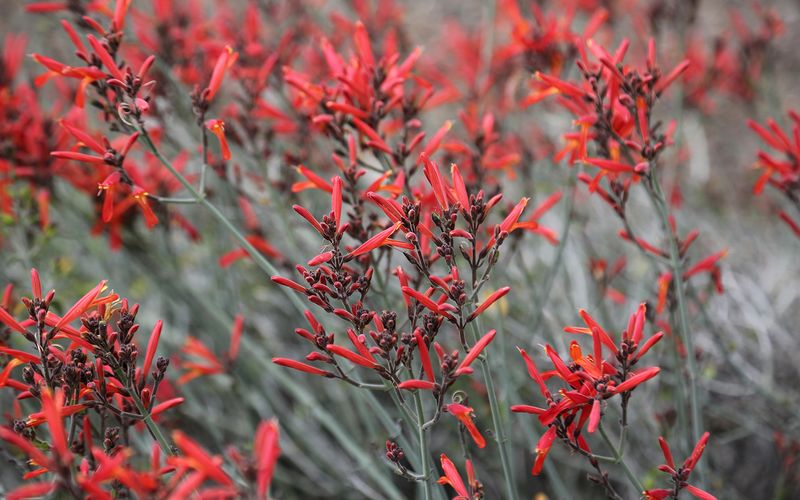 Chuparosa (Justicia californica) Chuparosa (Justicia californica)