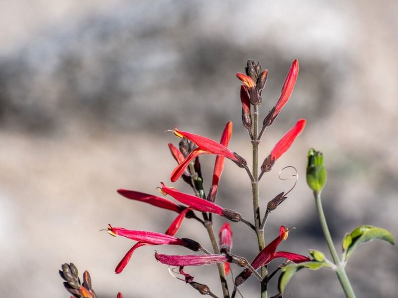 Chuparosa (Justicia californica) Chuparosa (Justicia californica)