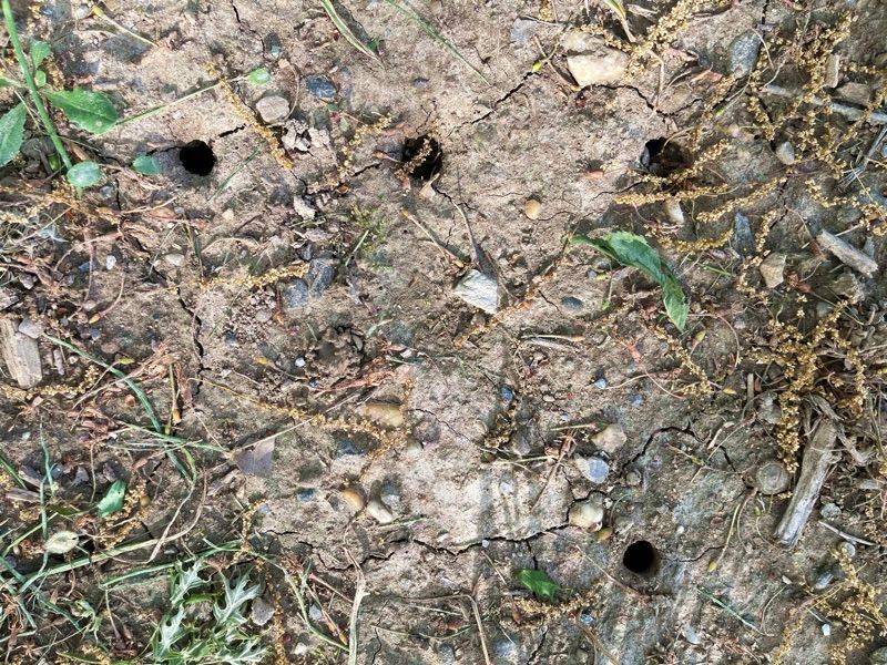 Cicada Emergence Holes Appear Once A Season