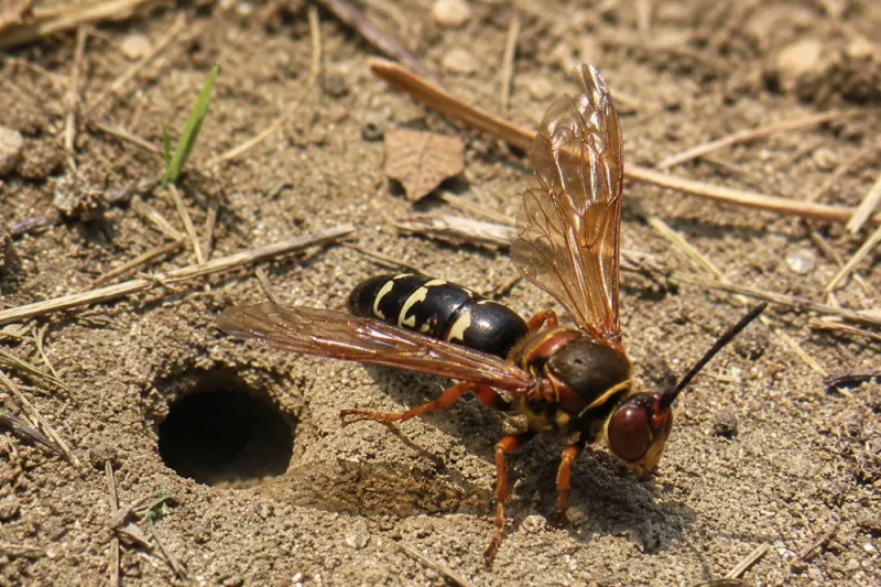 Cicada Hawk Dig Solitary Burrows