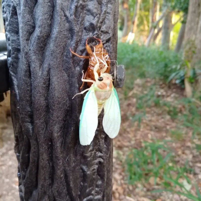 Cicadas Emerging From Underground Cicadas Emerging From Underground