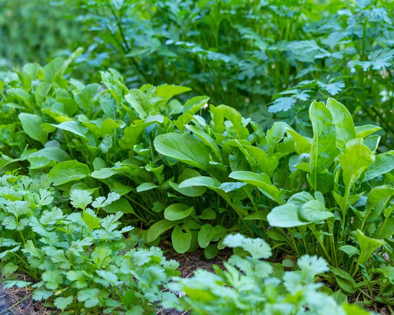 Cilantro And Parsley Can Be Succession Planted
