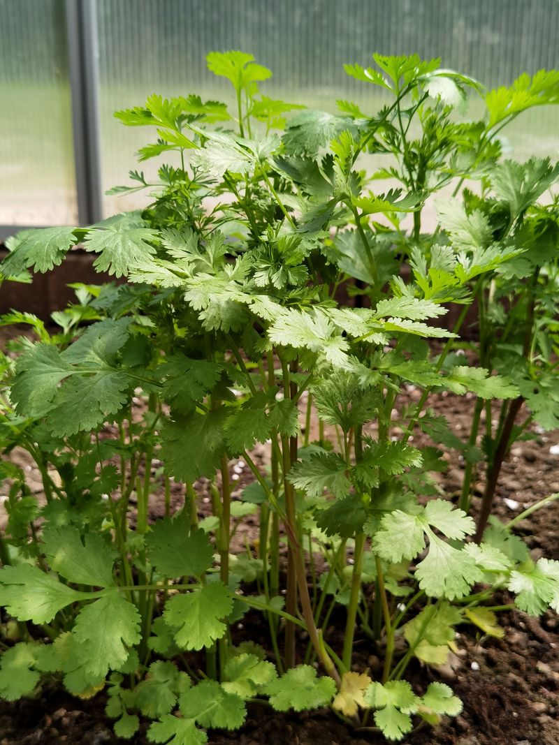 Cilantro Behaves Once The Heat Backs Off