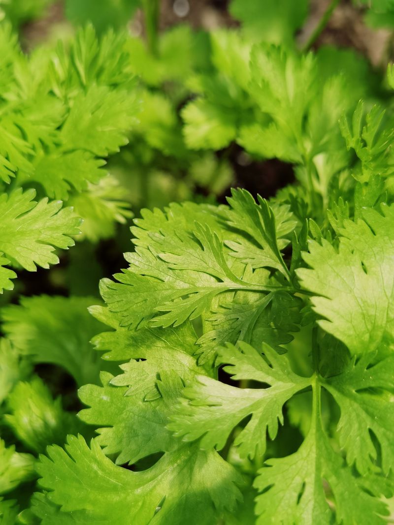 Cilantro Finally Behaves In Autumn Cilantro Finally Behaves In Autumn
