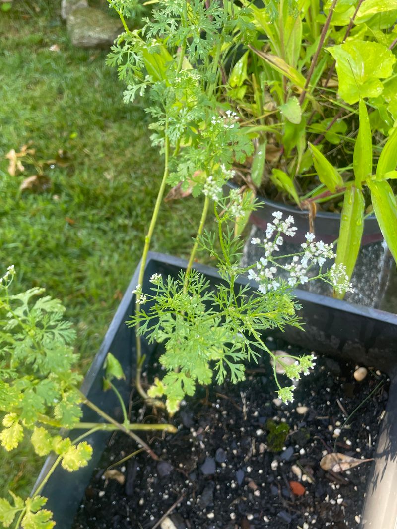Cilantro Finally Stops Bolting In Fall