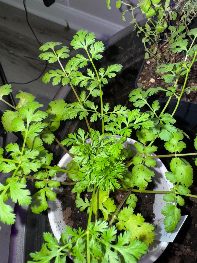 Cilantro Finally Stops Bolting In Fall Cilantro Finally Stops Bolting In Fall