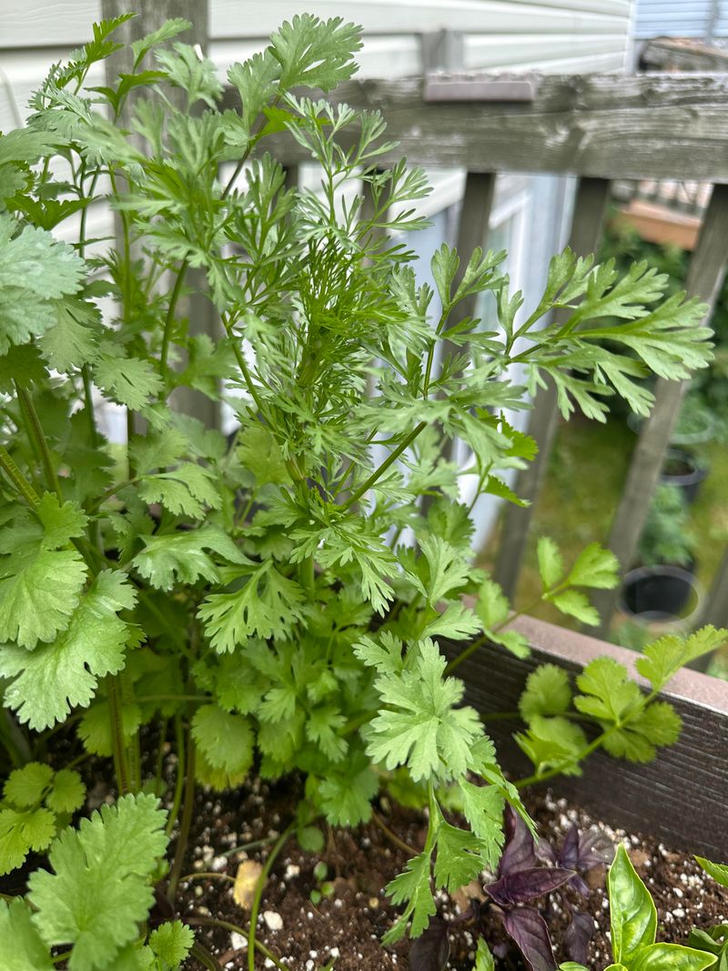 Cilantro Finally Stops Bolting In Fall