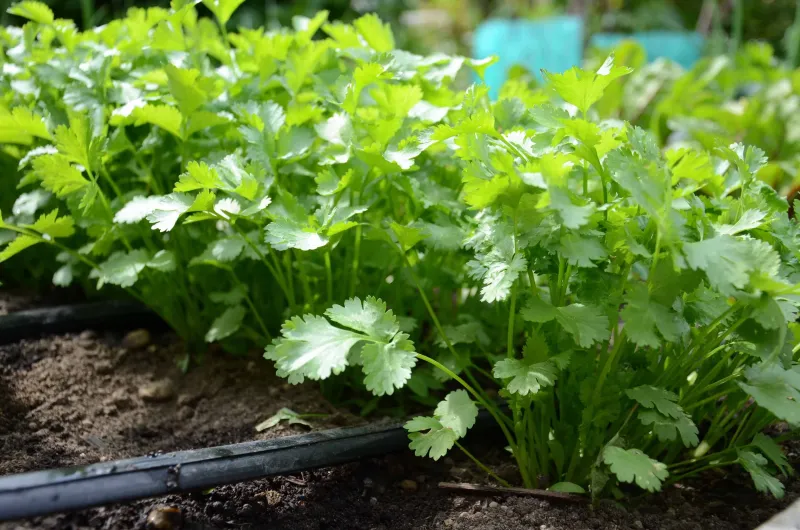 Cilantro Germinates Quickly In Cooler Weather