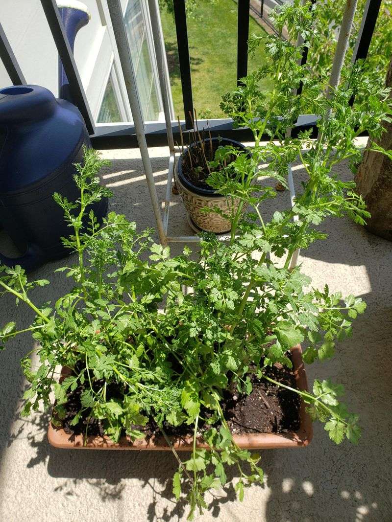 Cilantro Gets A Fresh Start As Georgia Temperatures Begin To Ease