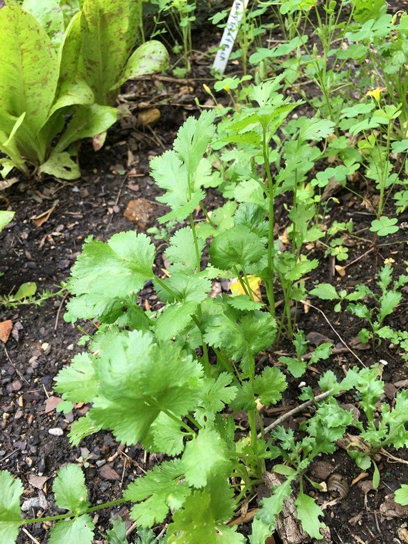 Cilantro Prefers Cool Not Hot Weather