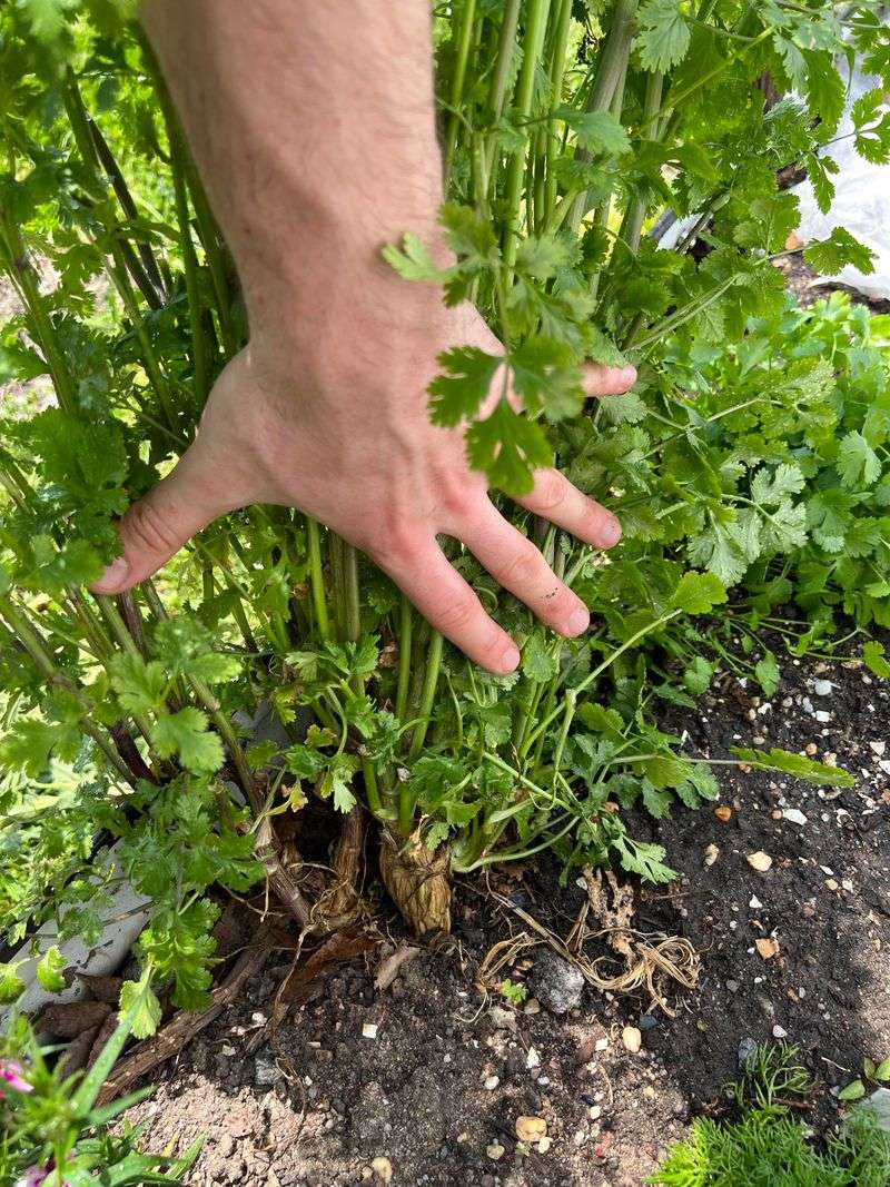 Cilantro Prefers The Cooler Season Cilantro Prefers The Cooler Season