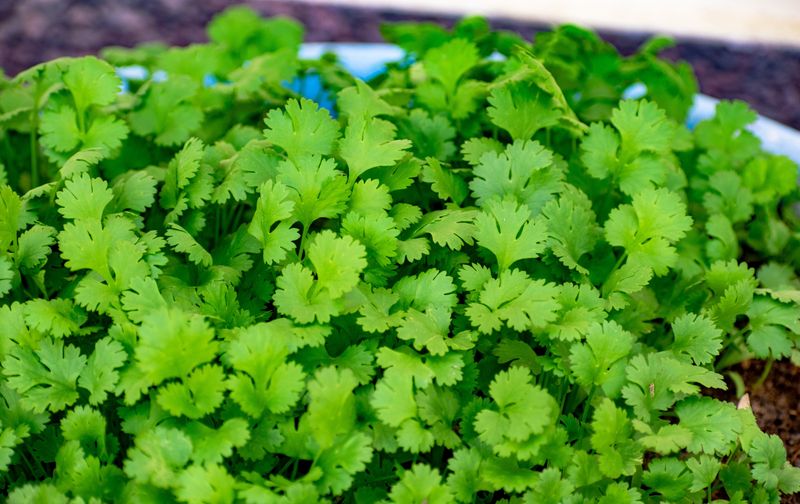 Cilantro, The Cool-Weather Favorite Of Texas Gardens Cilantro, The Cool-Weather Favorite Of Texas Gardens