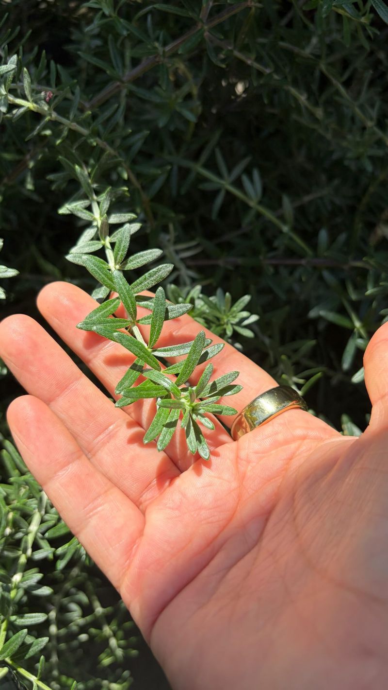 Cilantro Thrives During Cooler Days