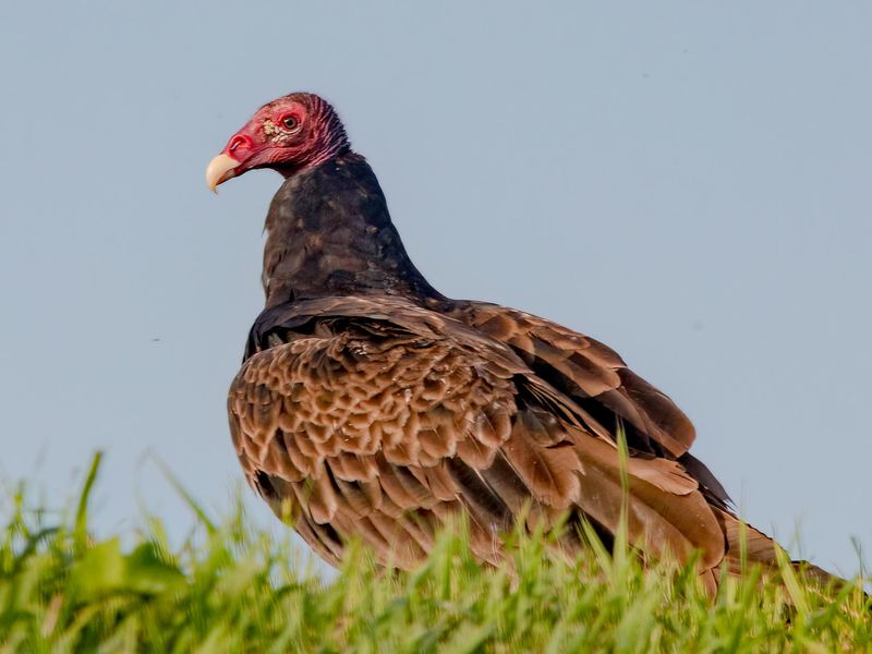 Circling Over Your Yard Does Not Mean They Found Food There