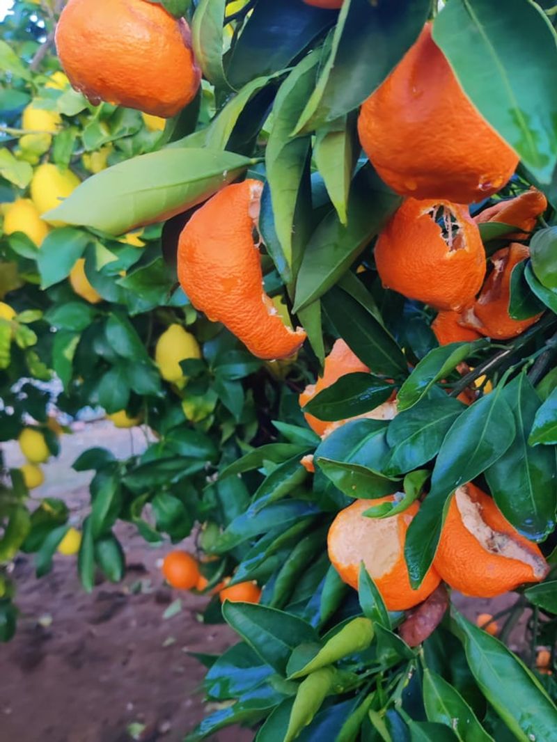 Citrus Fruit Draws Persistent Visitors