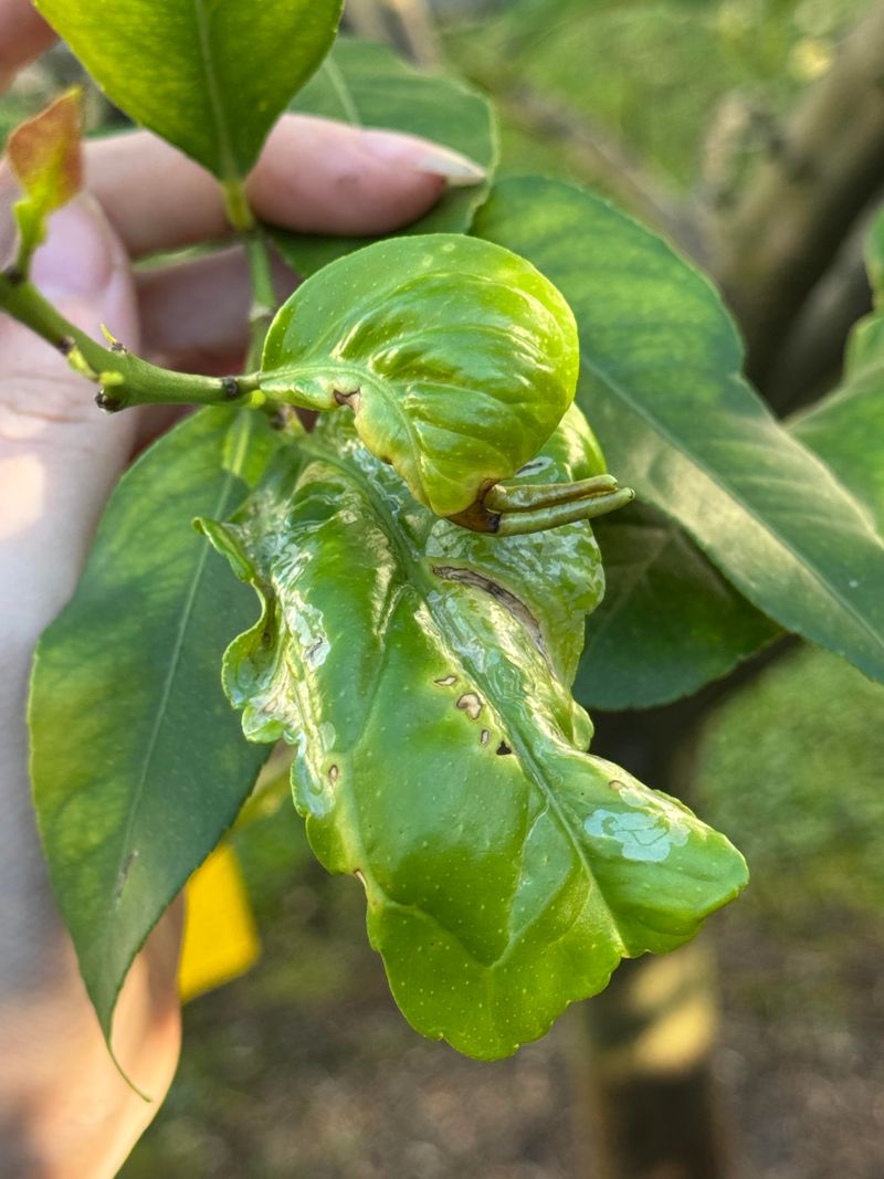 Citrus Leafminer Is The Usual Culprit