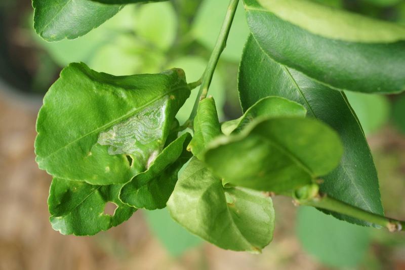 Citrus Leafminers Are Tunneling Inside The Leaves Citrus Leafminers Are Tunneling Inside The Leaves