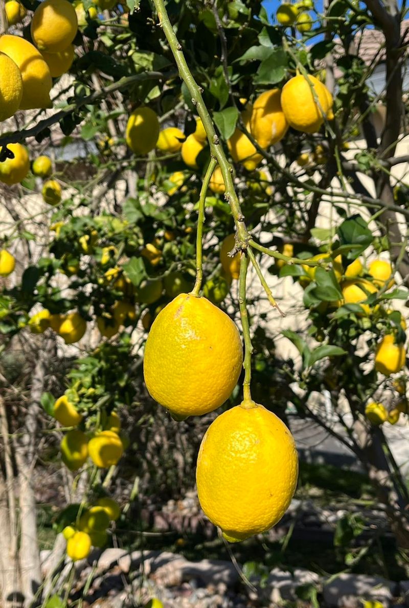 Citrus Thrives With A Fall Start Citrus Thrives With A Fall Start