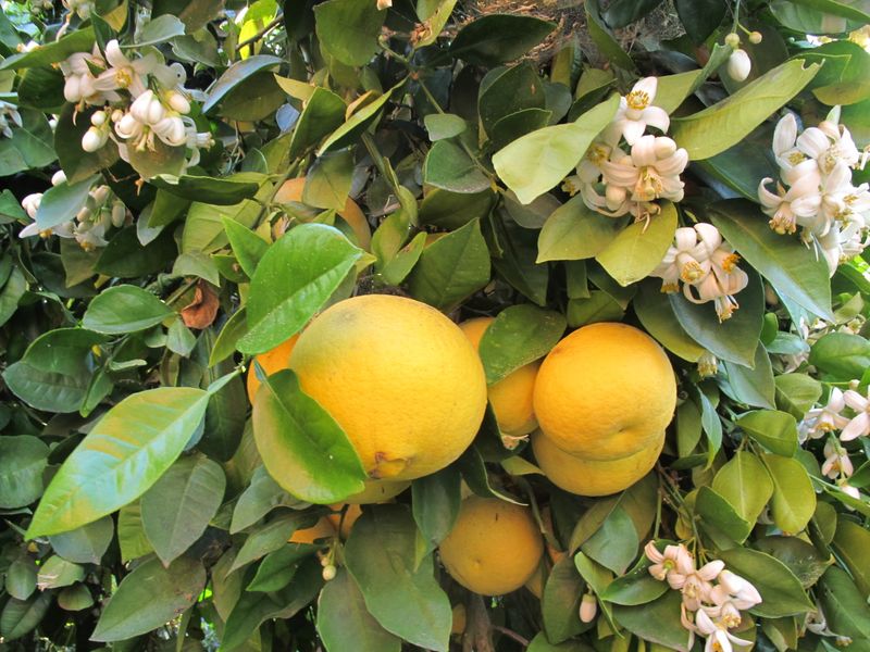 Citrus Trees Benefit From One Deep Soak