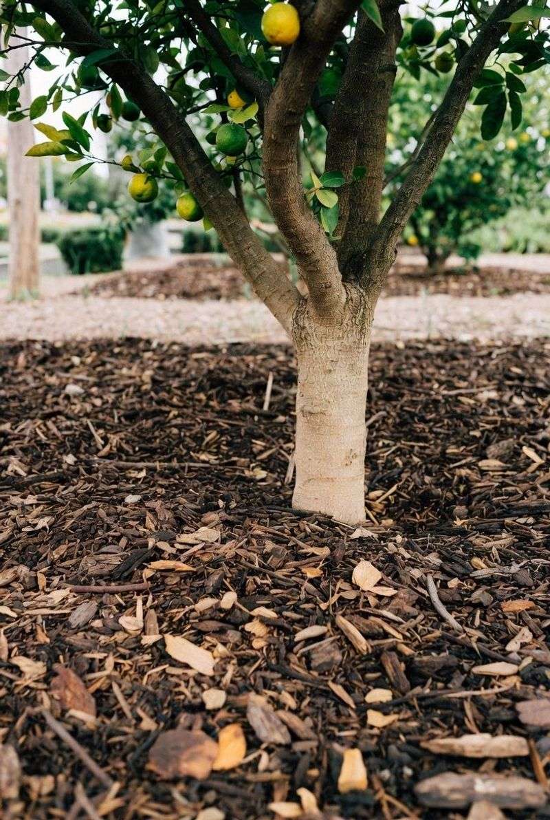 Citrus Trees Benefit From Root Zone Coverage