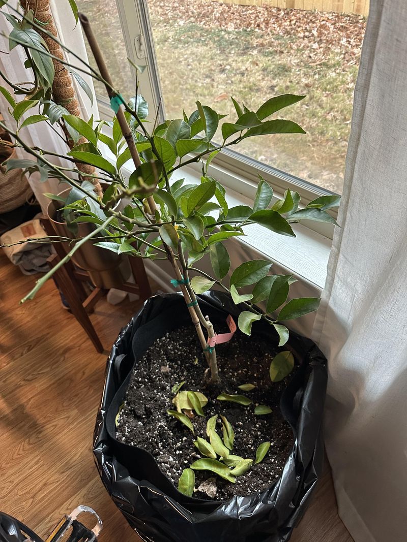 Citrus Trees Need Indoor Protection Before Frost Citrus Trees Need Indoor Protection Before Frost