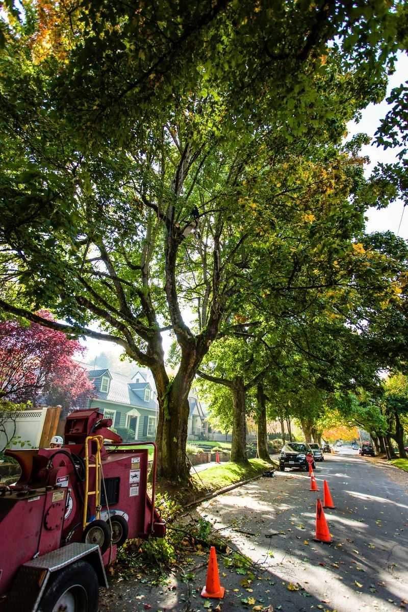 City Tree Rules May Limit What You Can Cut City Tree Rules May Limit What You Can Cut