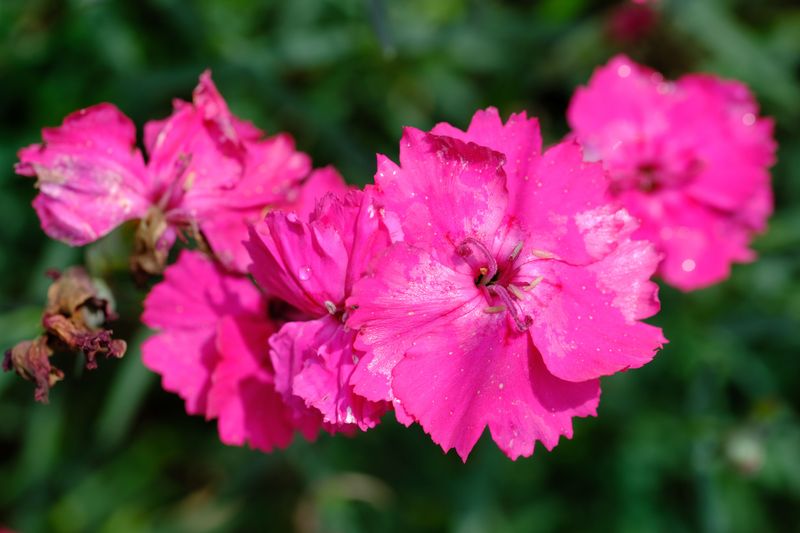 Clarkia For Ruffled Pink Petals
