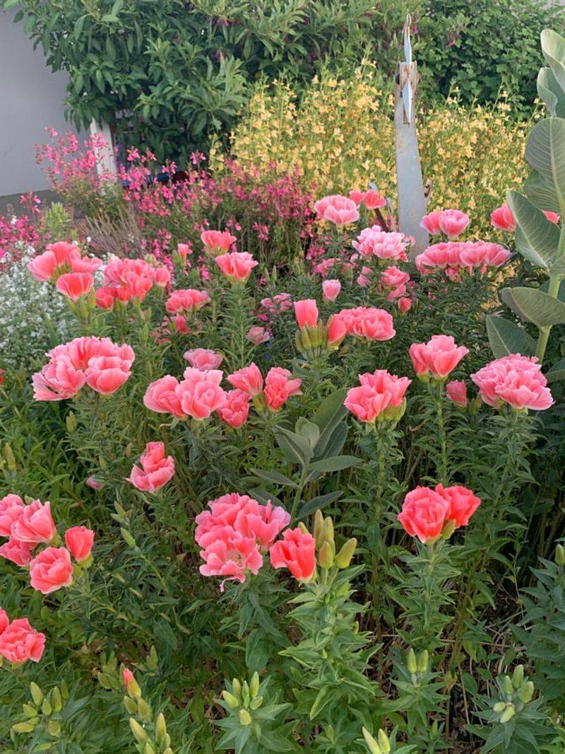 Clarkia Rewards An Early Scatter