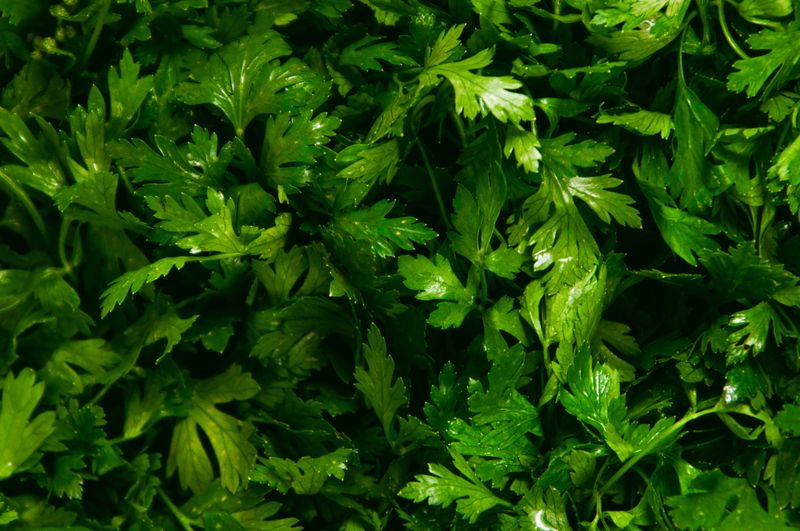 Clean Angled Cuts Along Leaf Edges From Rabbits