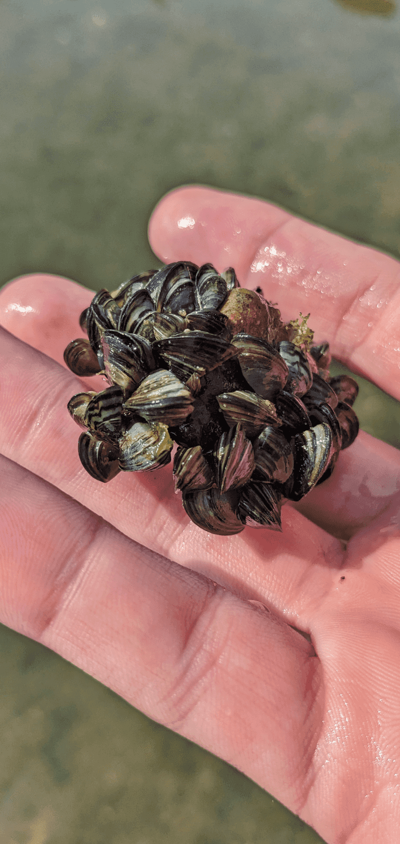 Clean, Drain, And Dry Habits To Stop The Spread Next Season Clean, Drain, And Dry Habits To Stop The Spread Next Season