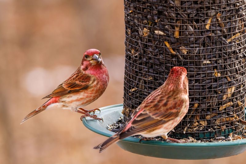 Clean Feeders Every Two Weeks To Keep Birds Healthy