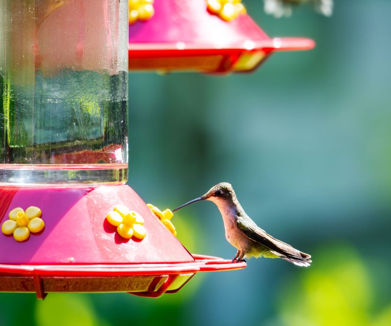 Clean Feeders Give Passing Birds A Reliable Refuel Clean Feeders Give Passing Birds A Reliable Refuel