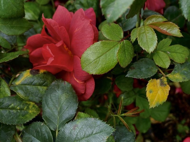 Clean Leaves And Disease Control