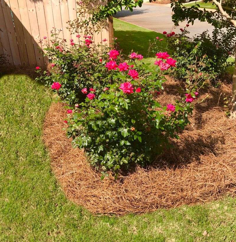 Clean Mulch Around Roses Can Reduce Soil Splash Onto Leaves Clean Mulch Around Roses Can Reduce Soil Splash Onto Leaves