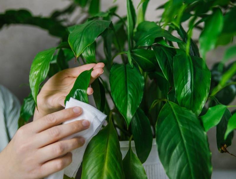 Clean Plants And Pots Before They Return To The House
