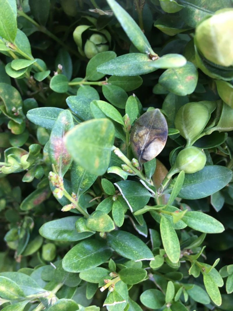 Clean Pruning Tools And Watch For Signs Of Boxwood Disease Clean Pruning Tools And Watch For Signs Of Boxwood Disease