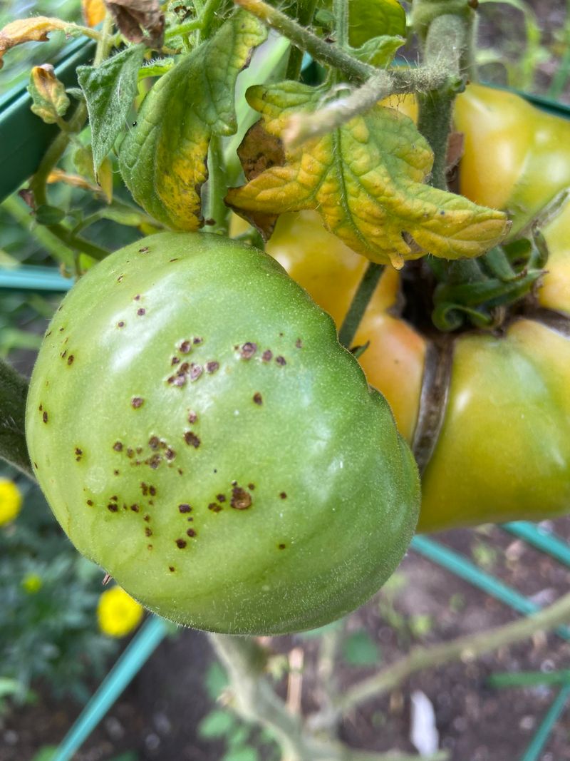 Clean Seed, Crop Rotation, And Next Season Defense Clean Seed, Crop Rotation, And Next Season Defense