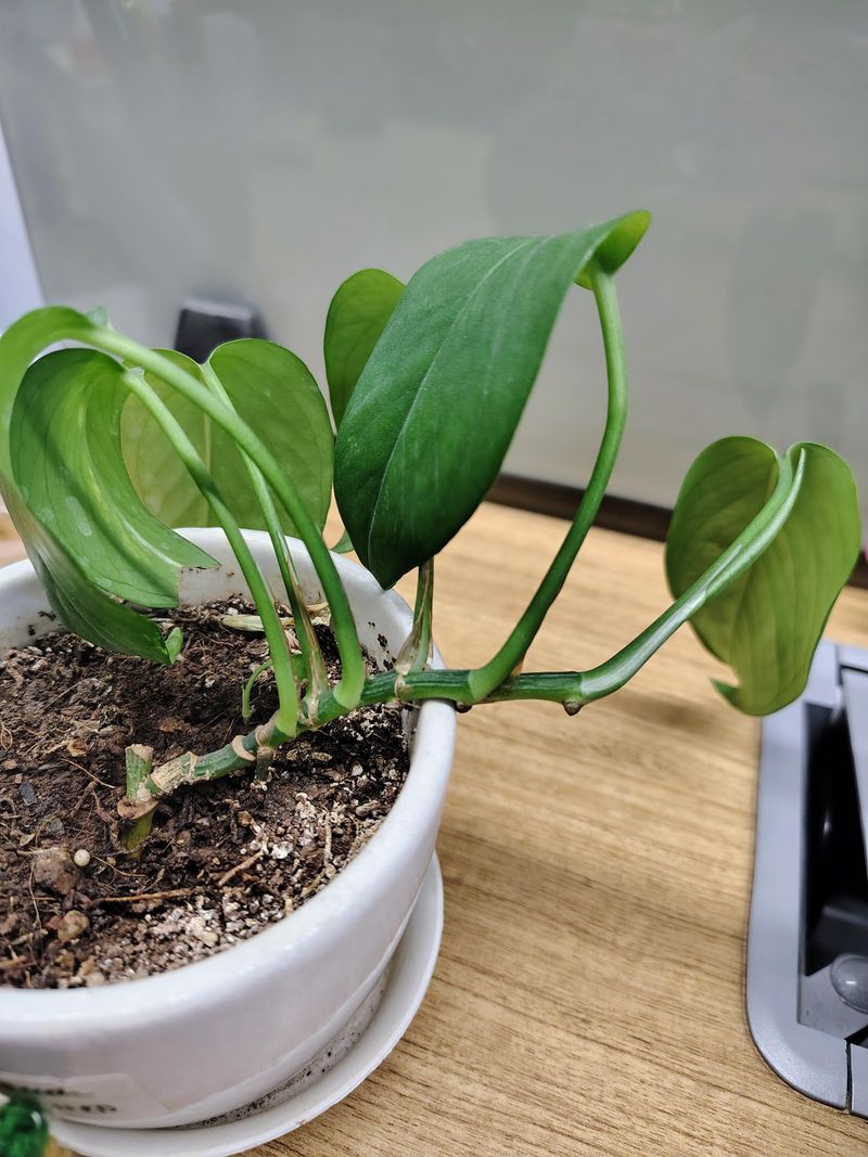 Clean The Plant And Soil Surface Too