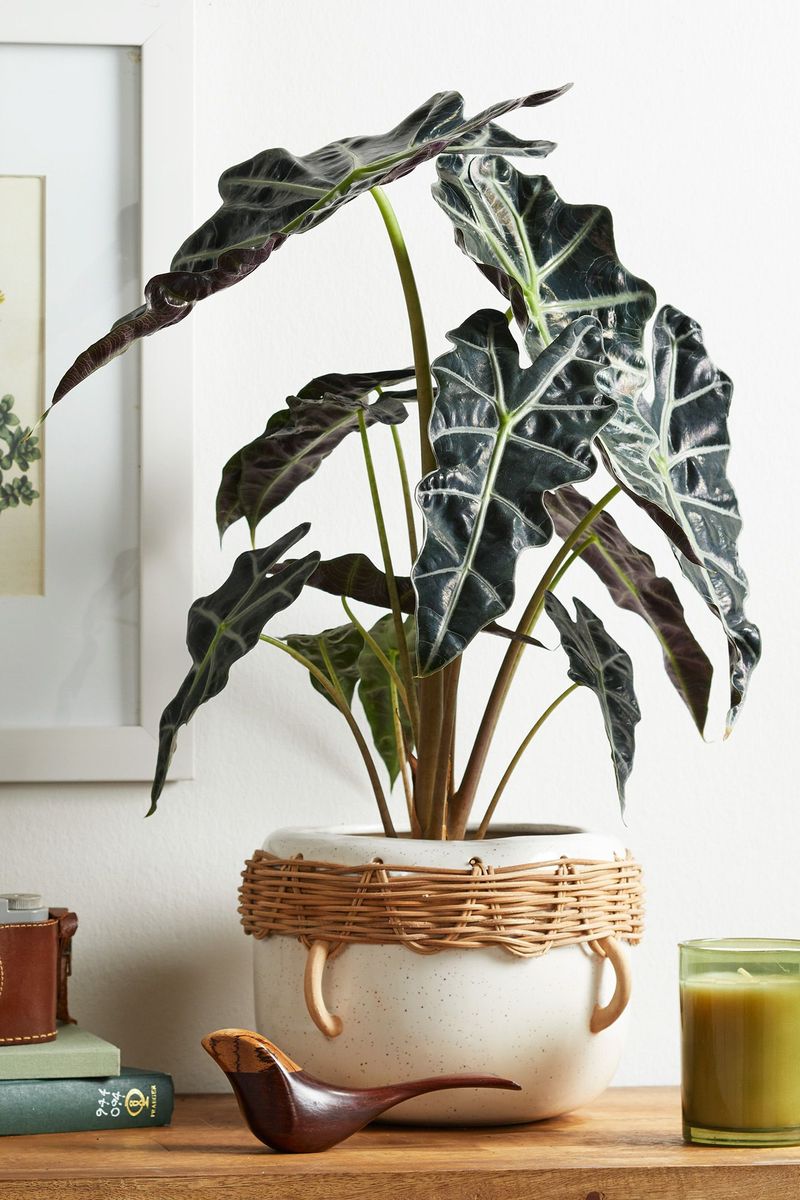 Clean The Pot Before Bringing It Indoors