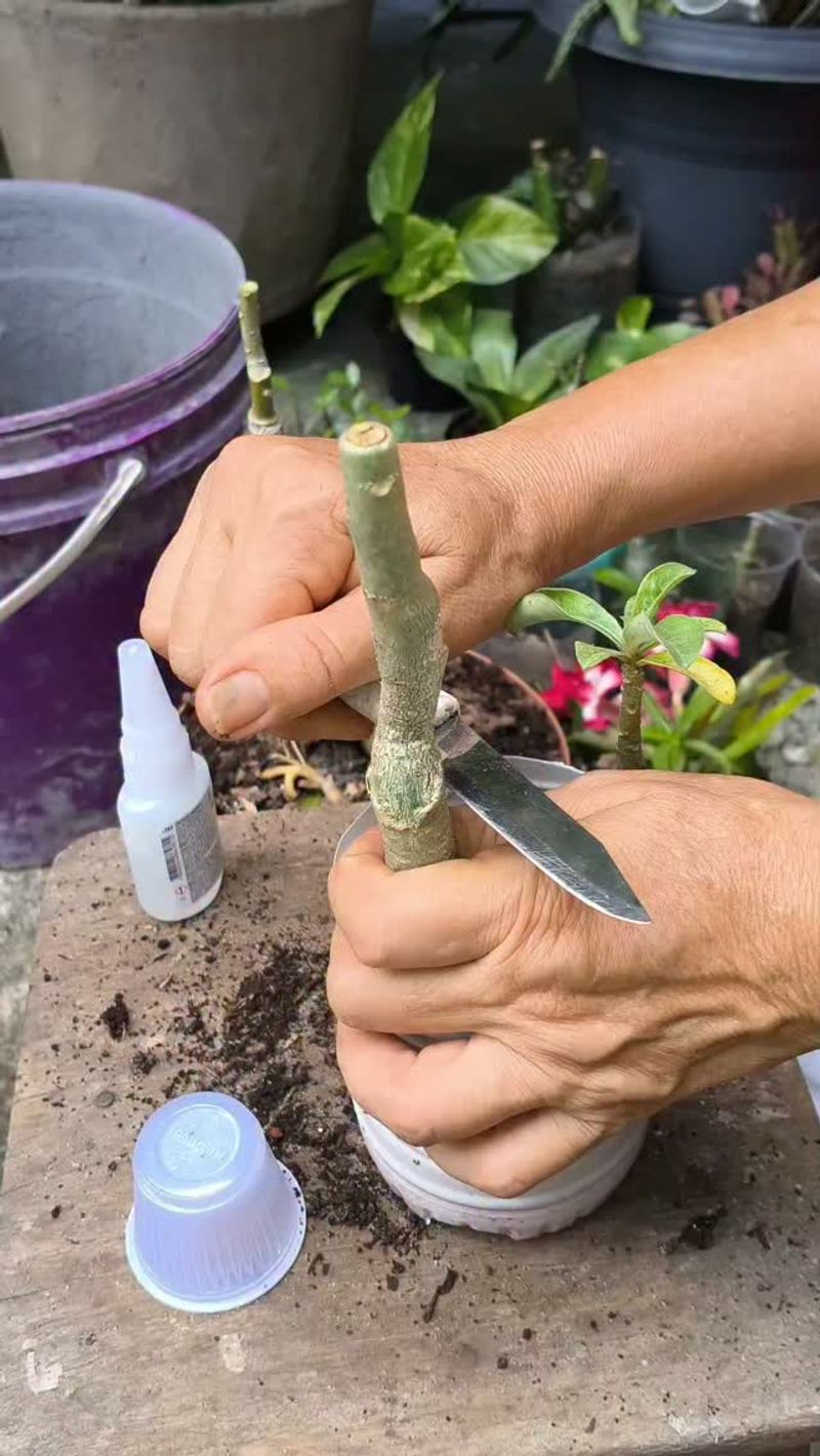 Clean Tools And Careful Sap Handling Clean Tools And Careful Sap Handling
