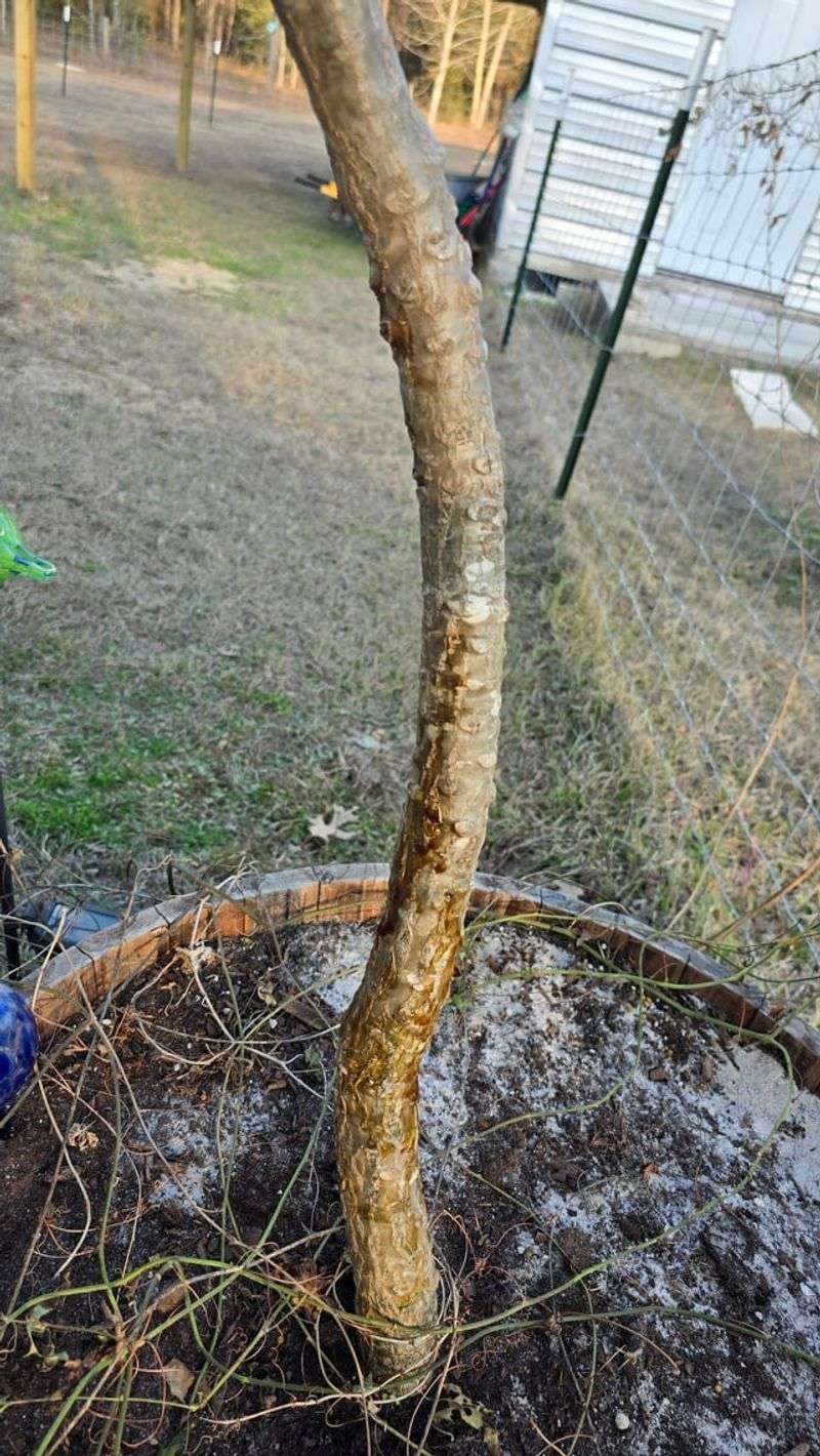 Clean Up Damaged Wood On Any Plant