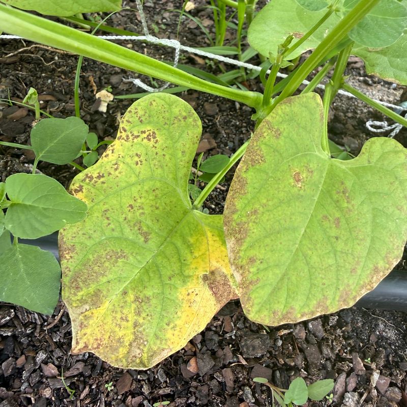 Clean Up Diseased Foliage And Garden Debris Clean Up Diseased Foliage And Garden Debris