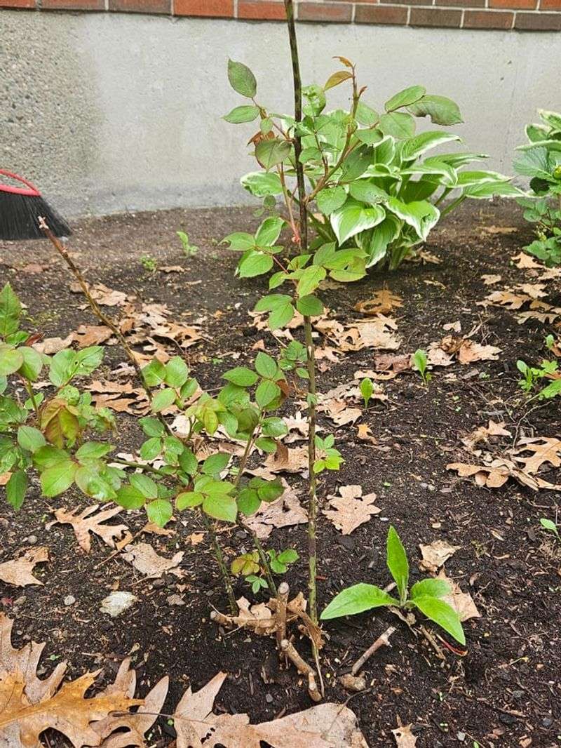 Clean Up Diseased Rose Leaves Around The Base