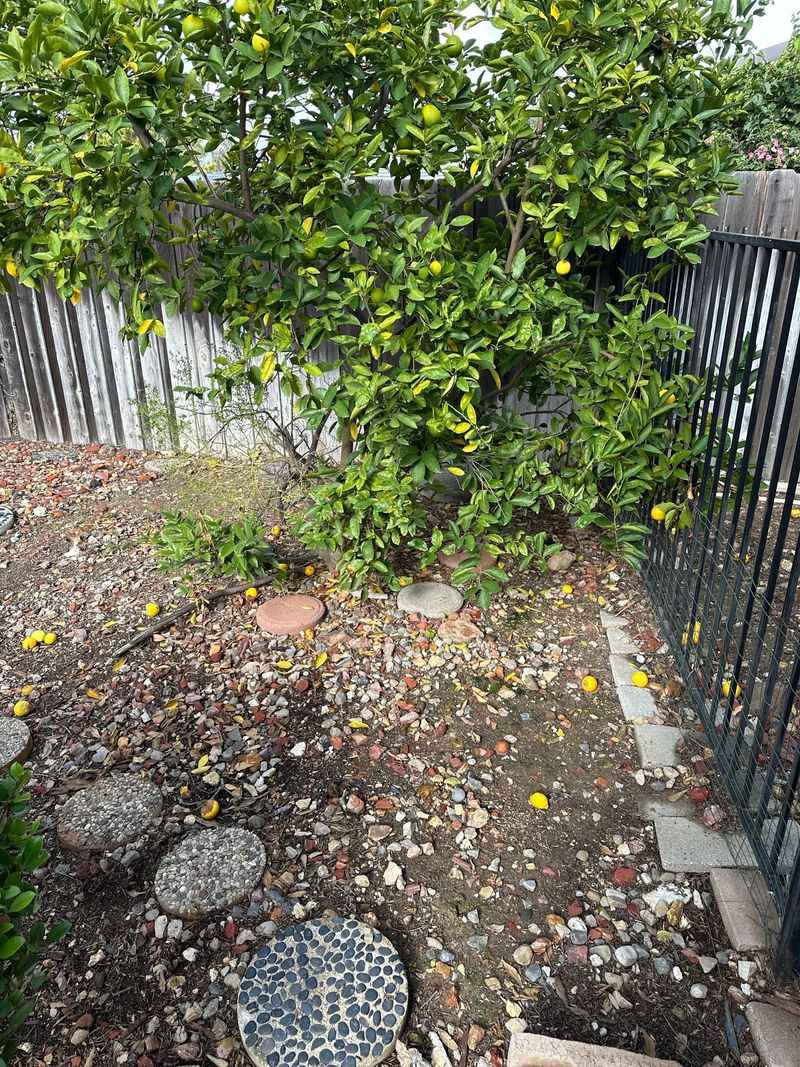 Clean Up Fallen Fruit And Soggy Leaf Litter Clean Up Fallen Fruit And Soggy Leaf Litter