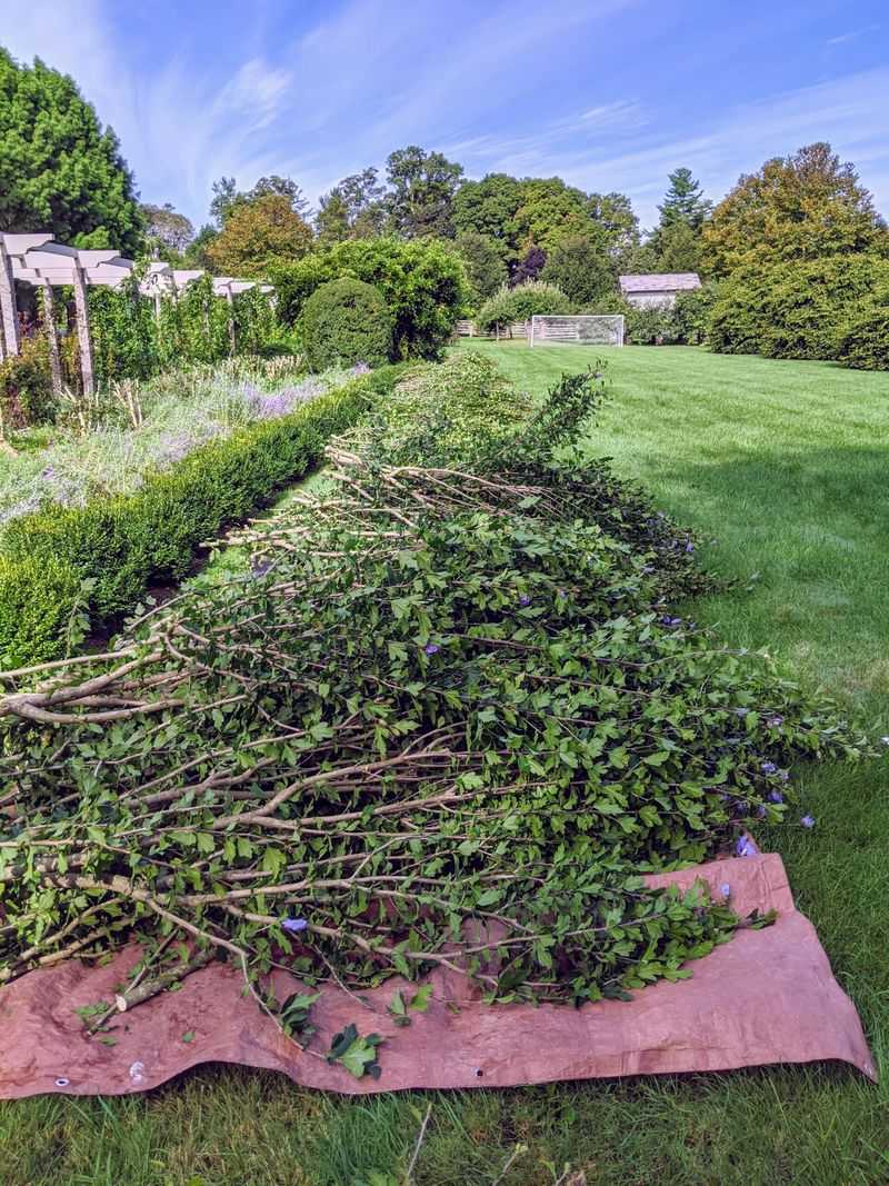 Clean Up Fallen Leaves And Debris