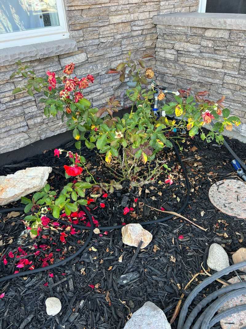 Clean Up Fallen Leaves Around Plants Clean Up Fallen Leaves Around Plants