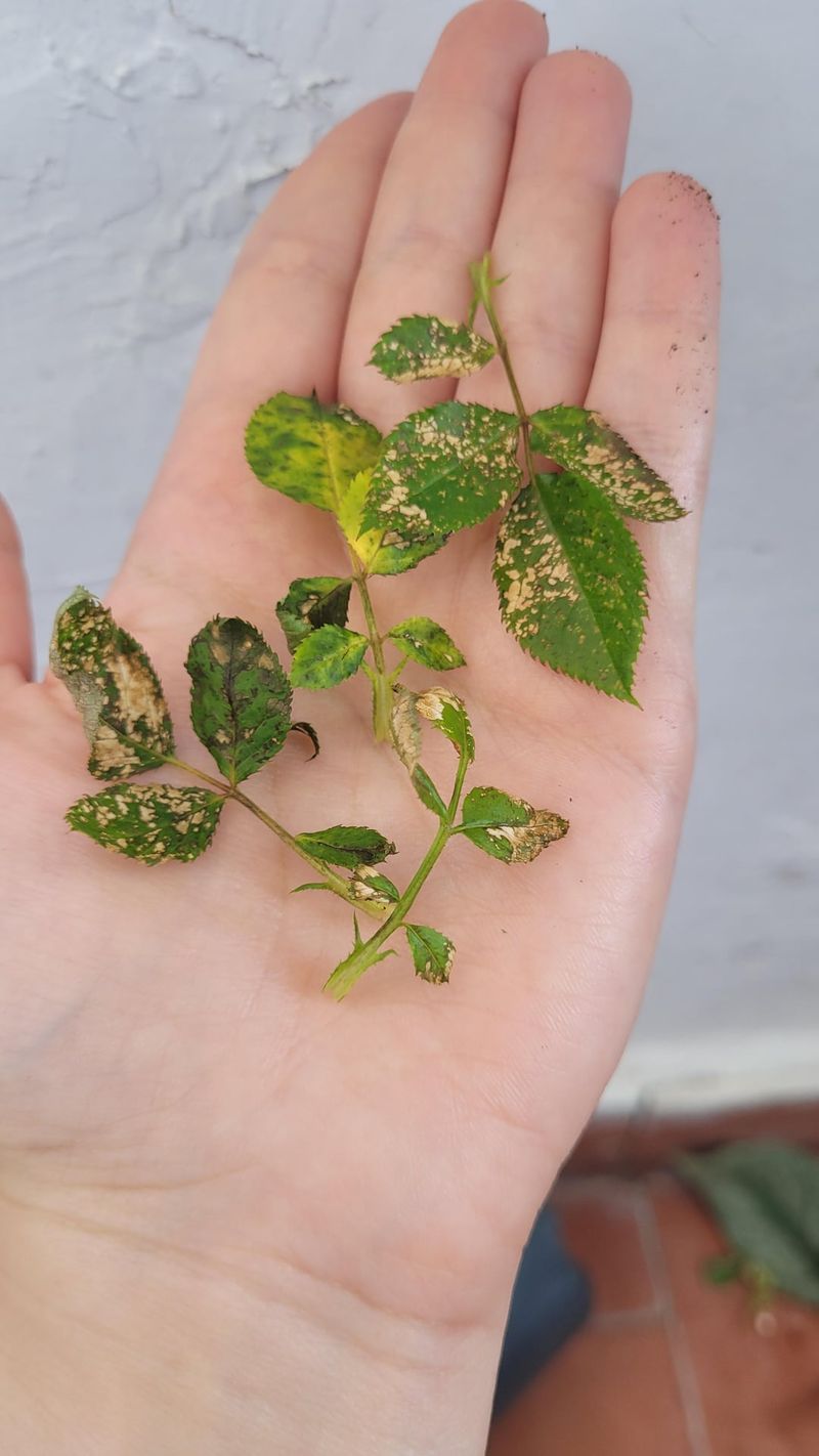 Clean Up Fallen Leaves Before Spores Settle In Clean Up Fallen Leaves Before Spores Settle In