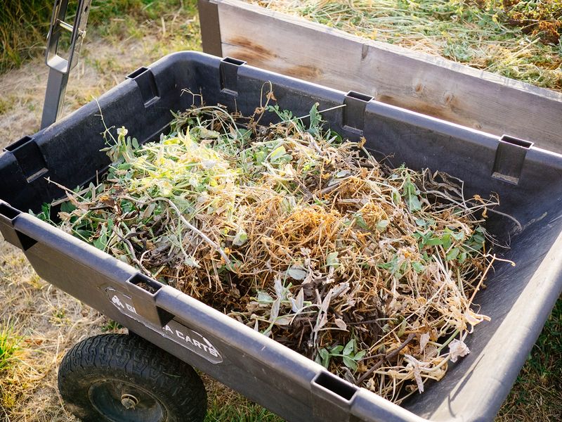 Clean Up Garden Beds And Compost Debris