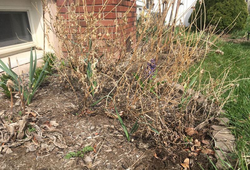 Clean Up Garden Beds and Compost Debris Clean Up Garden Beds and Compost Debris